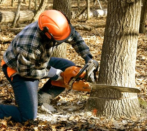 Tree Removal in Perkinsville, VT